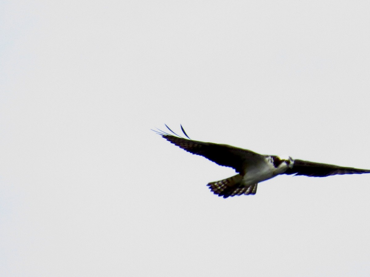 Balbuzard pêcheur - ML550420891