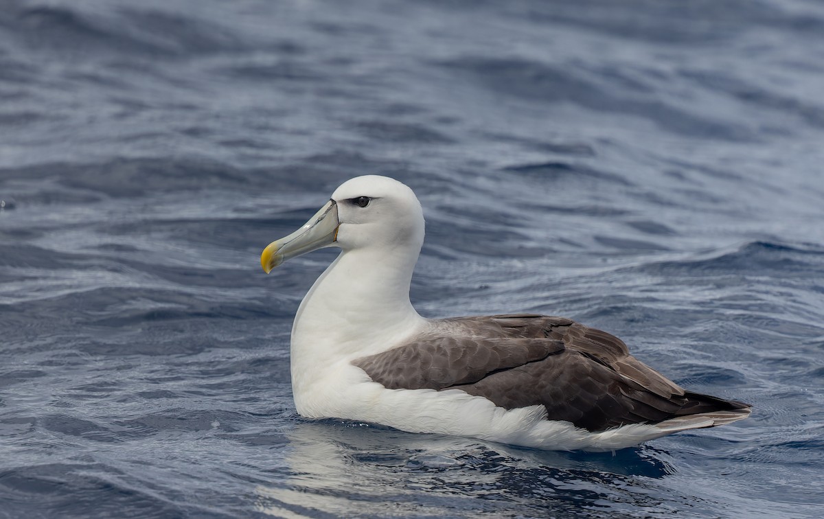 Albatros à cape blanche - ML550421591