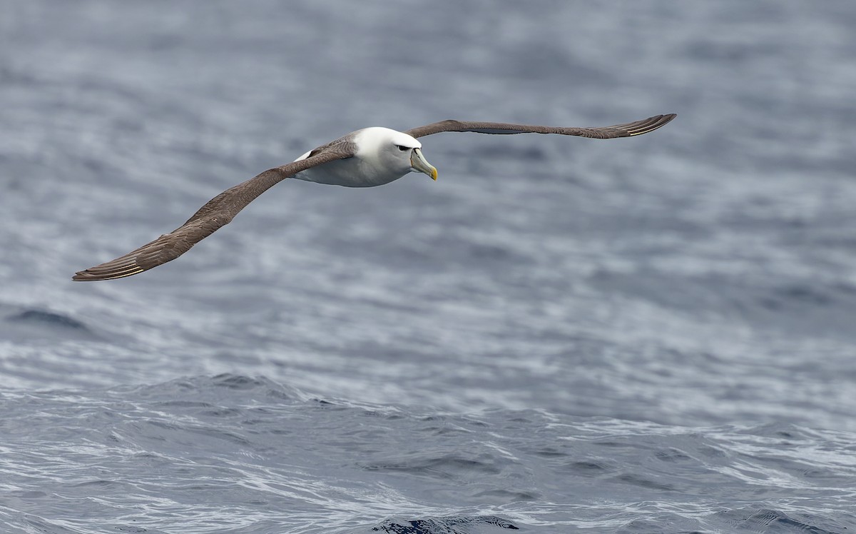 Albatros à cape blanche - ML550422011