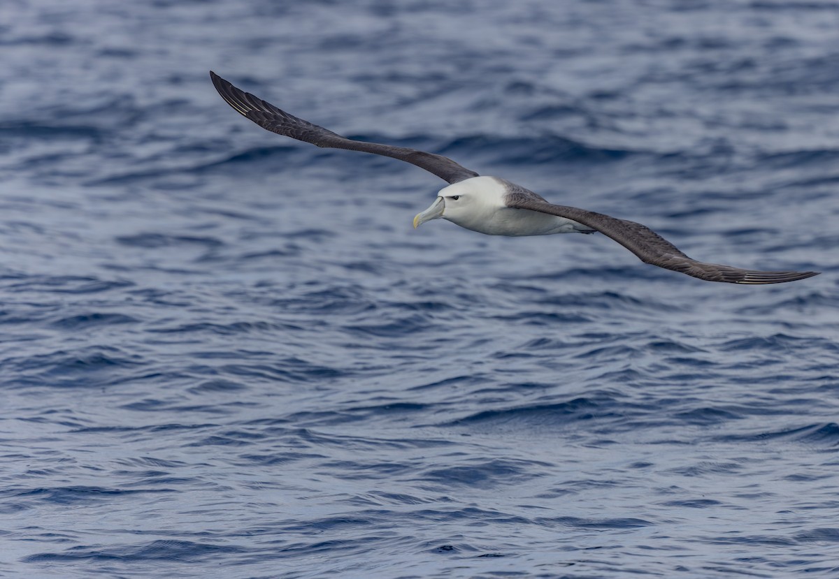 Albatros à cape blanche - ML550422301