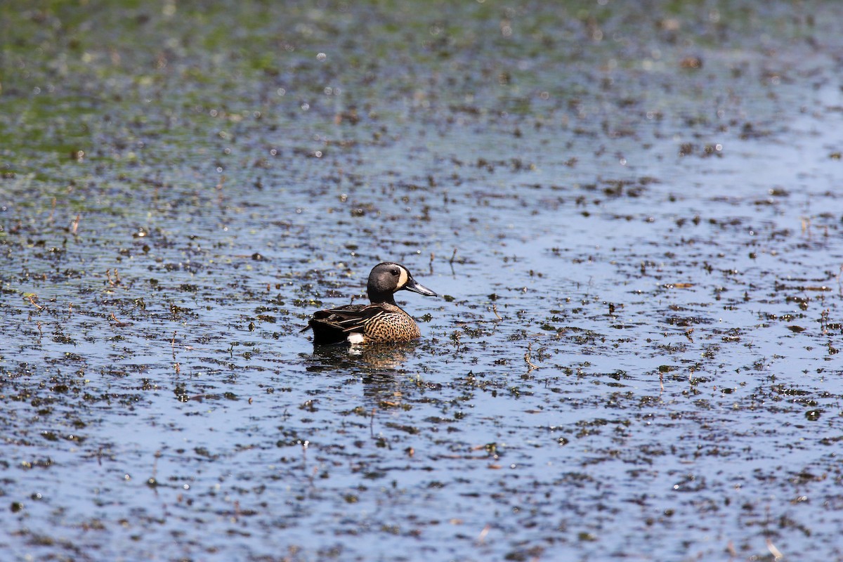 Blue-winged Teal - ML550422451