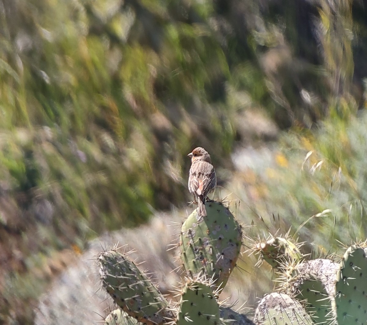 House Finch - ML550422851