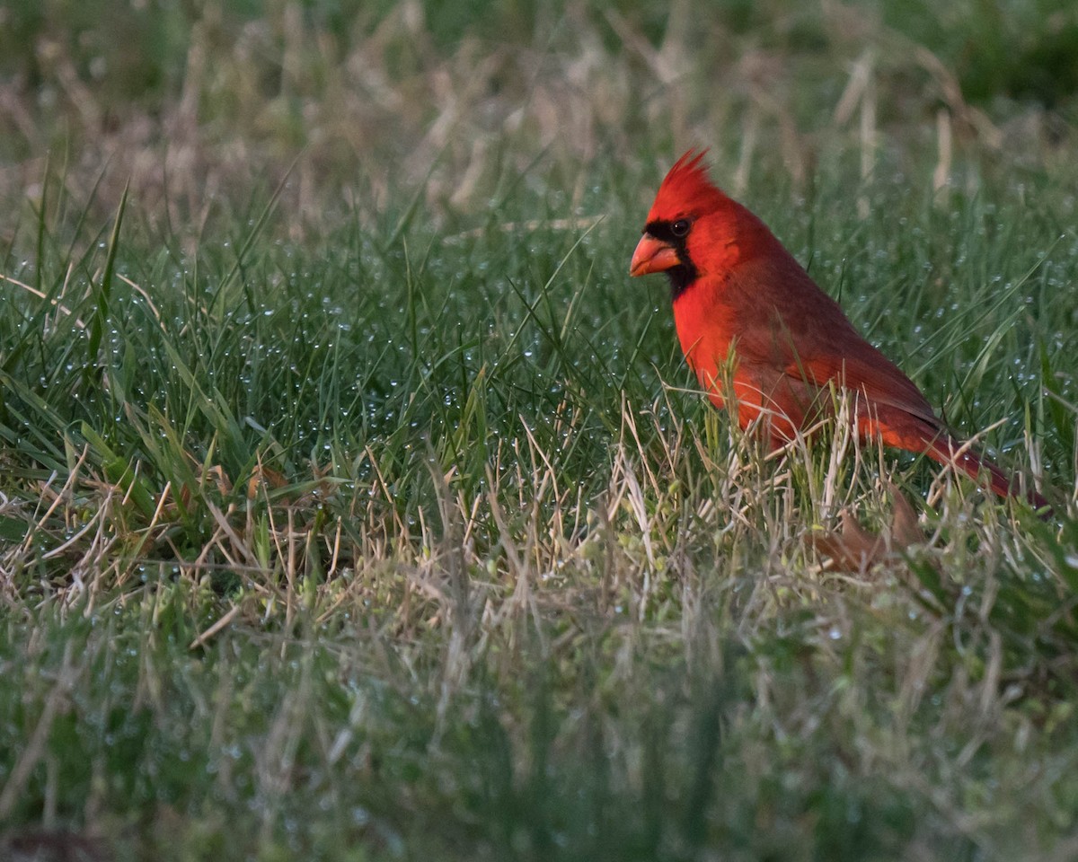 Cardinal rouge - ML55042291