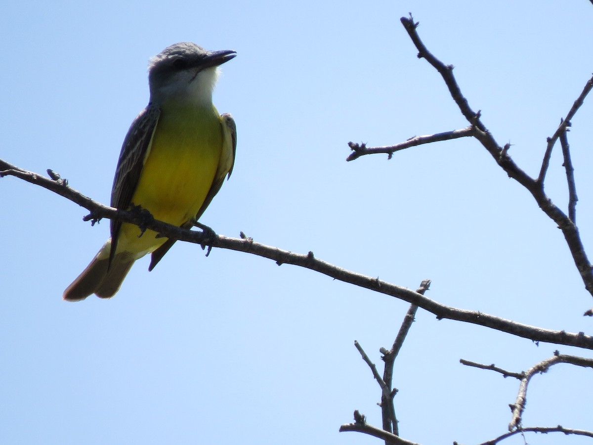 Couch's Kingbird - ML55042321