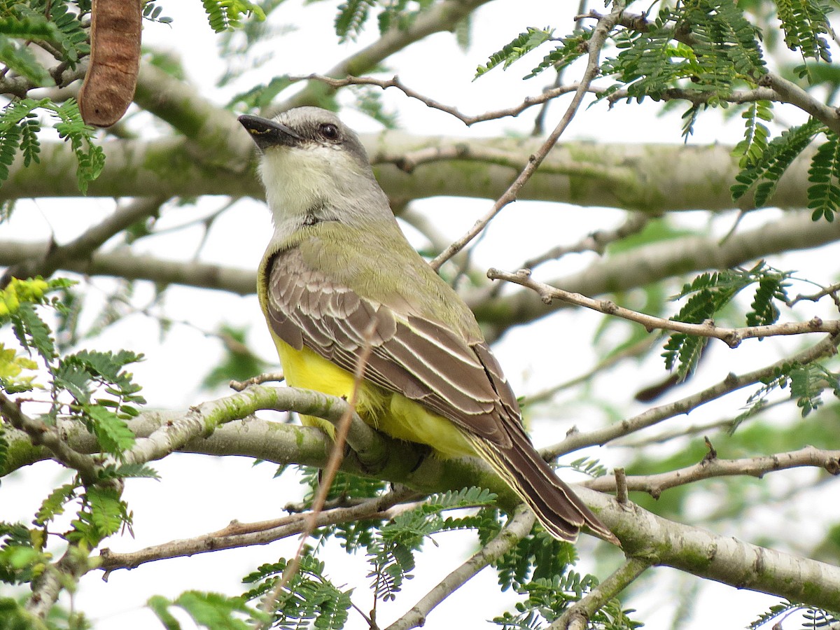 Couch's Kingbird - ML55042361