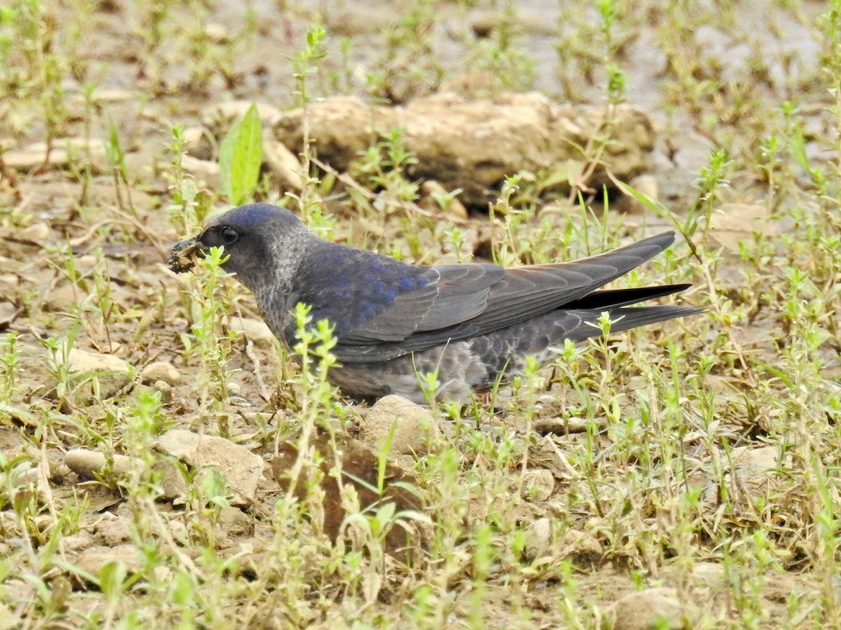 Hirondelle noire - ML55042401