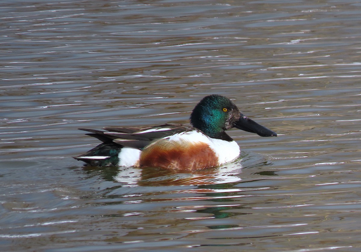 Northern Shoveler - ML550424041