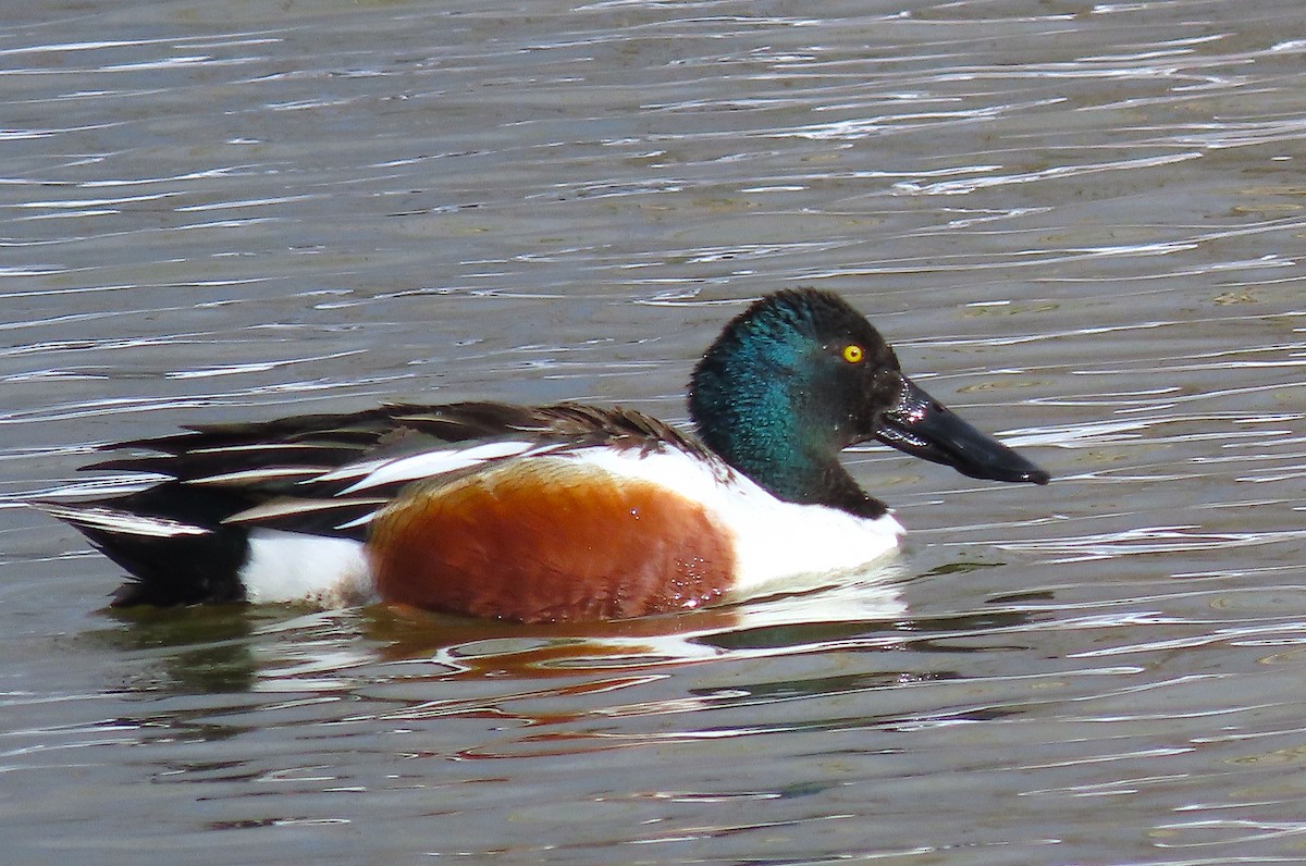 Northern Shoveler - ML550424081