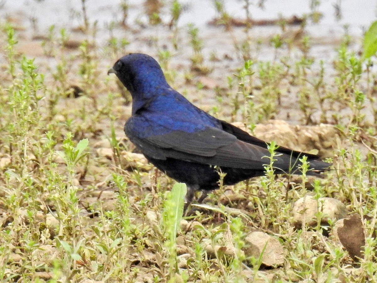 Hirondelle noire - ML55042421