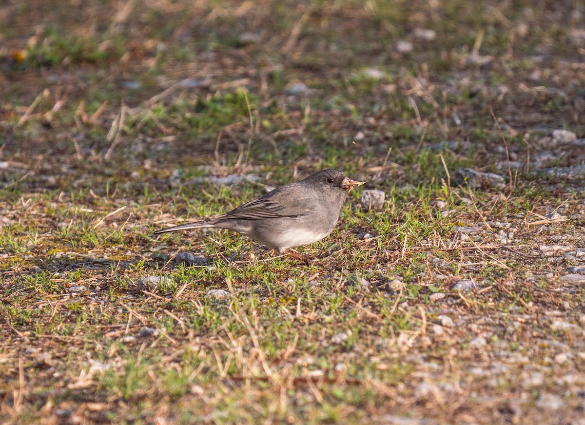 Dark-eyed Junco - ML55042431