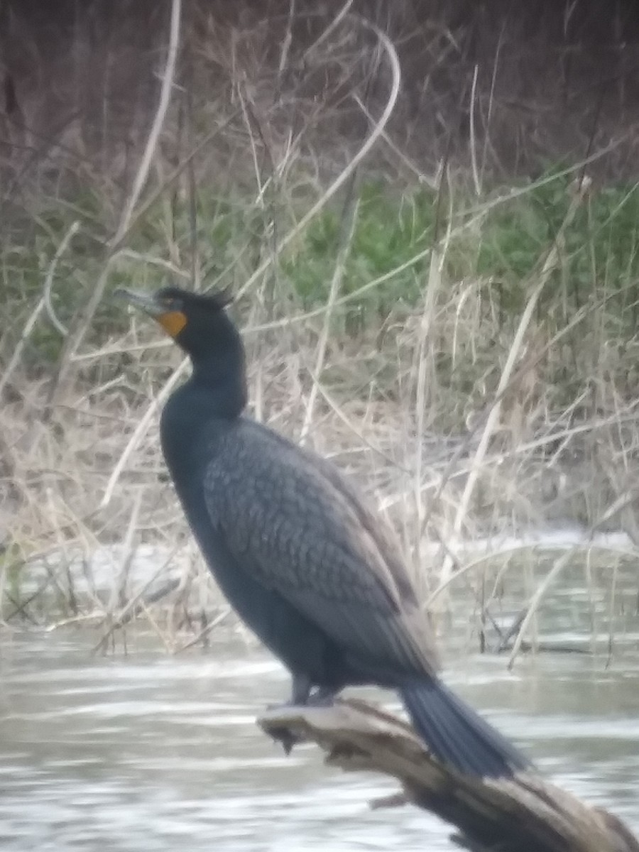 Double-crested Cormorant - ML550424391