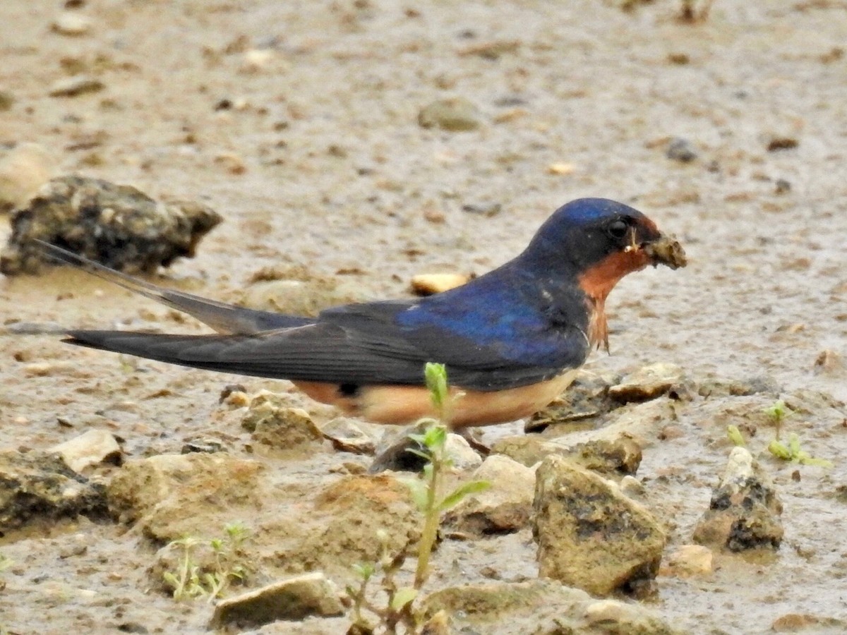 Hirondelle rustique - ML55042441