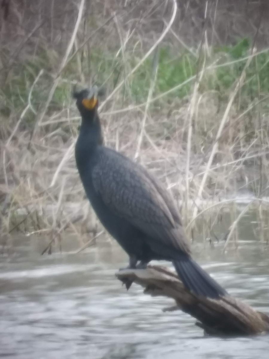 Double-crested Cormorant - ML550424551