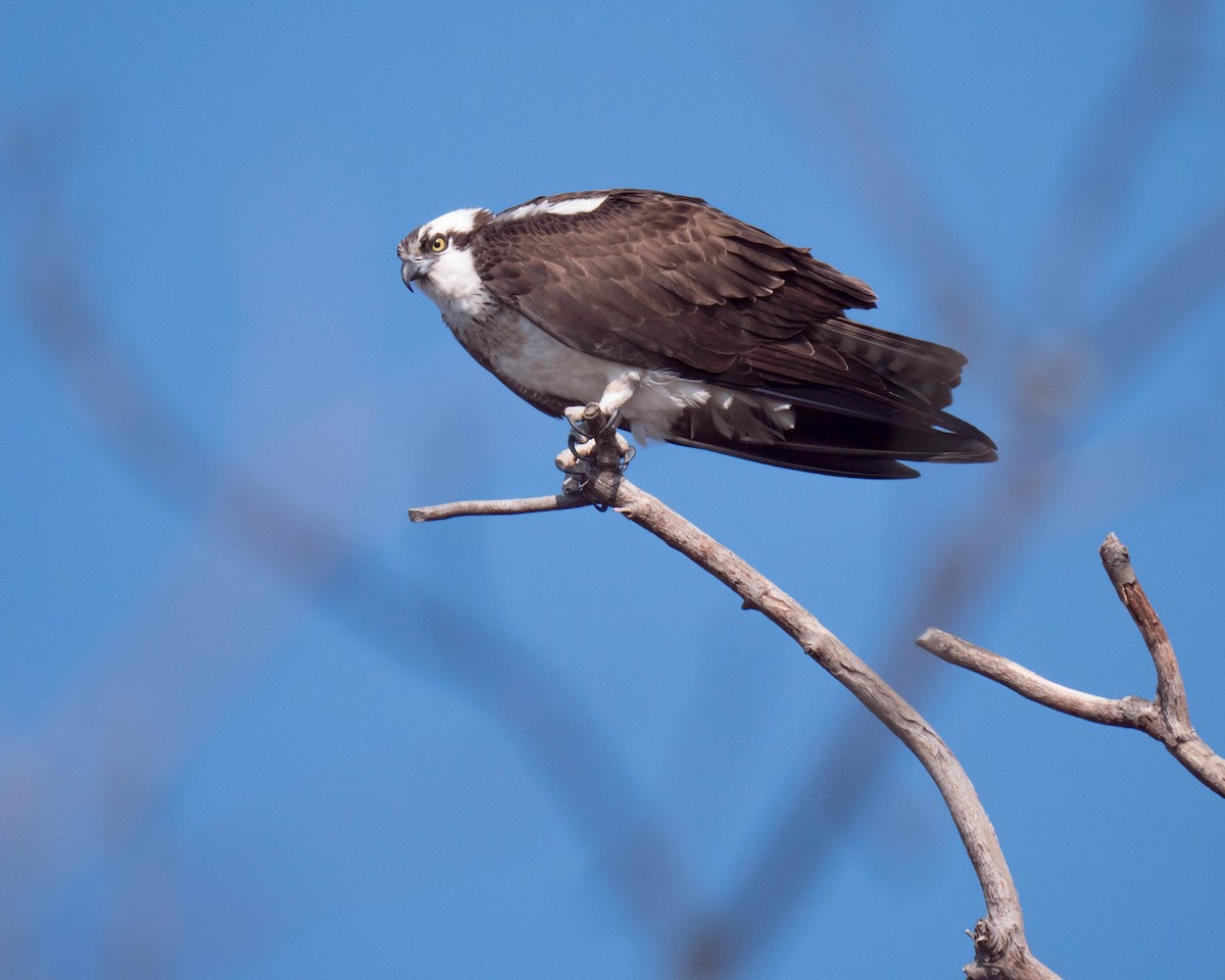 Águila Pescadora - ML55042461