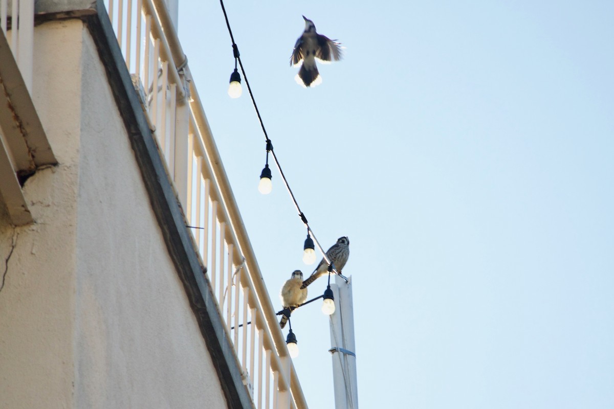 American Kestrel - ML550425271