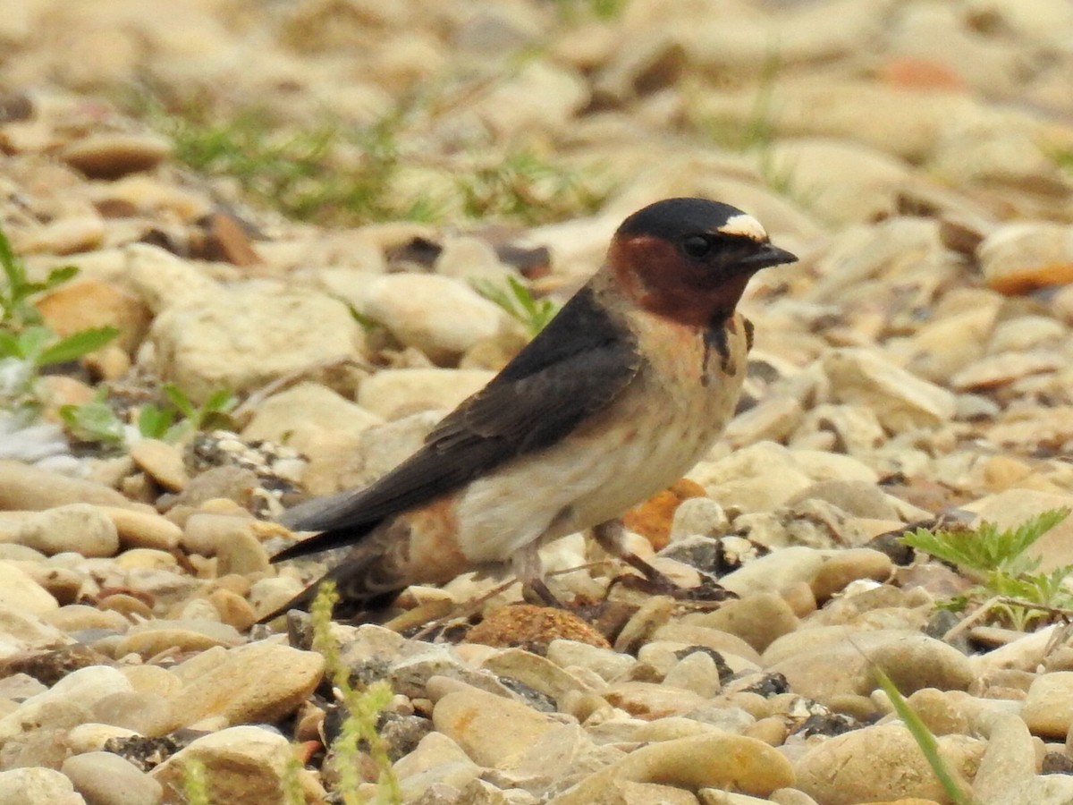 Hirondelle à front blanc - ML55042531