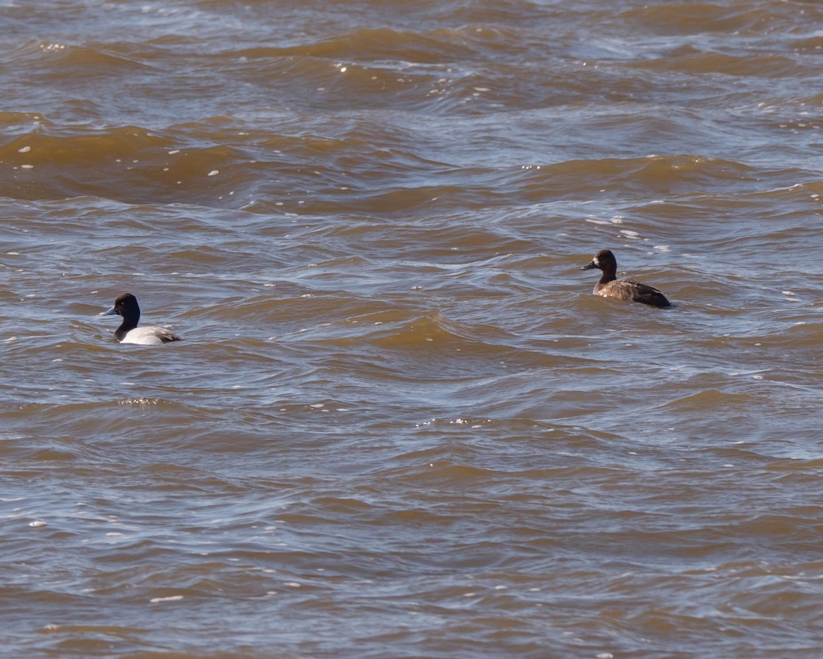 Lesser Scaup - ML55042571