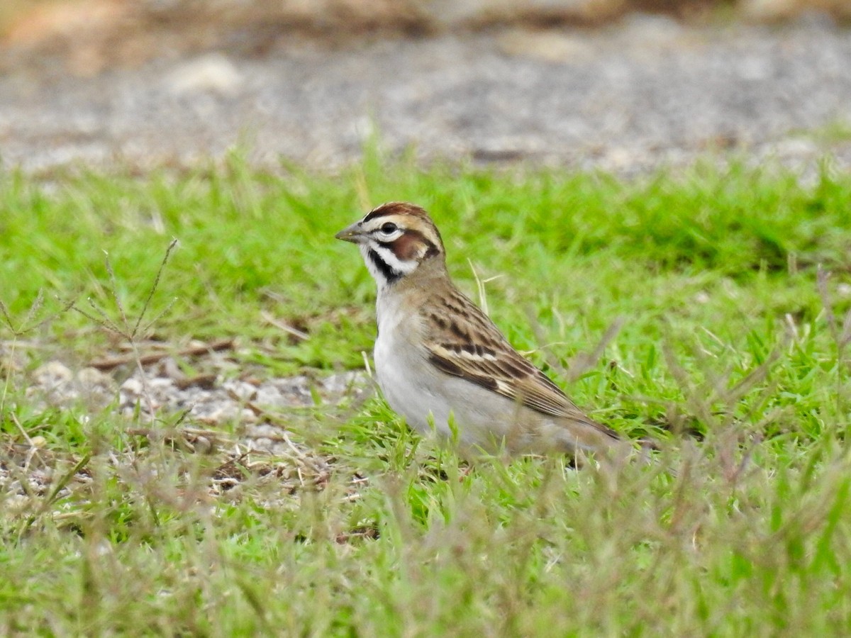 Bruant à joues marron - ML55042581