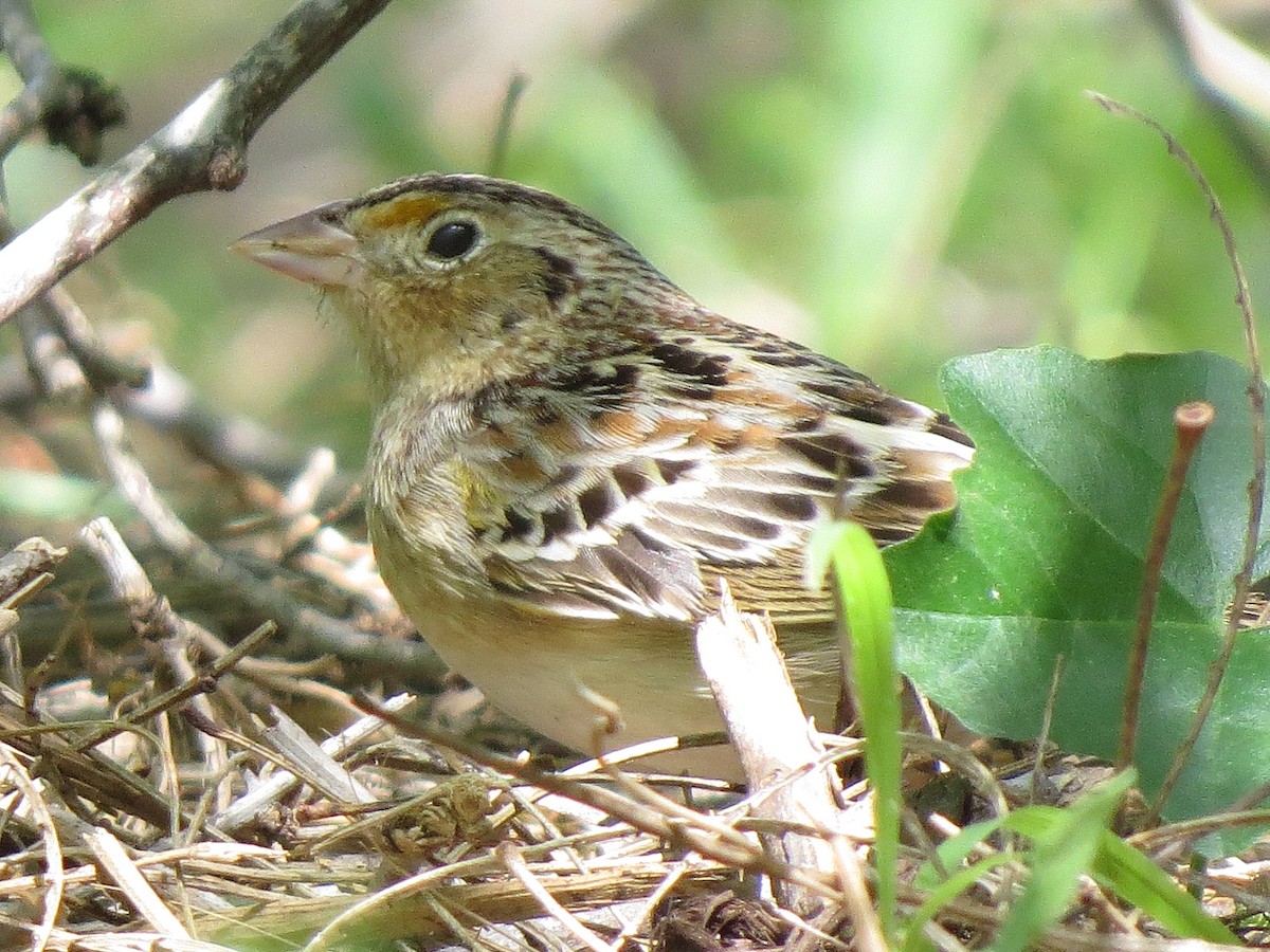 Grasshopper Sparrow - ML55042621