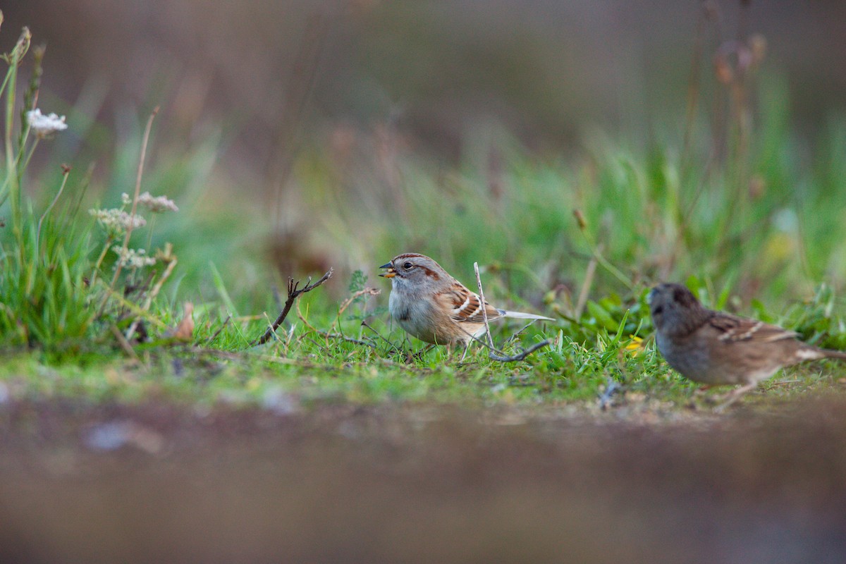 American Tree Sparrow - ML550426471