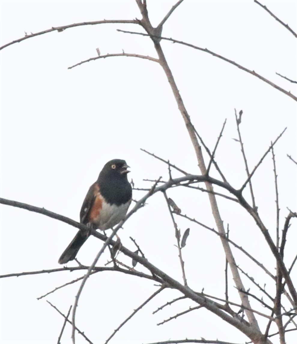ワキアカトウヒチョウ - ML550426551