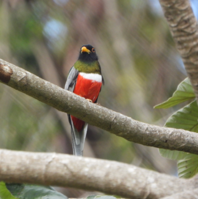 Elegant Trogon - ML550426791