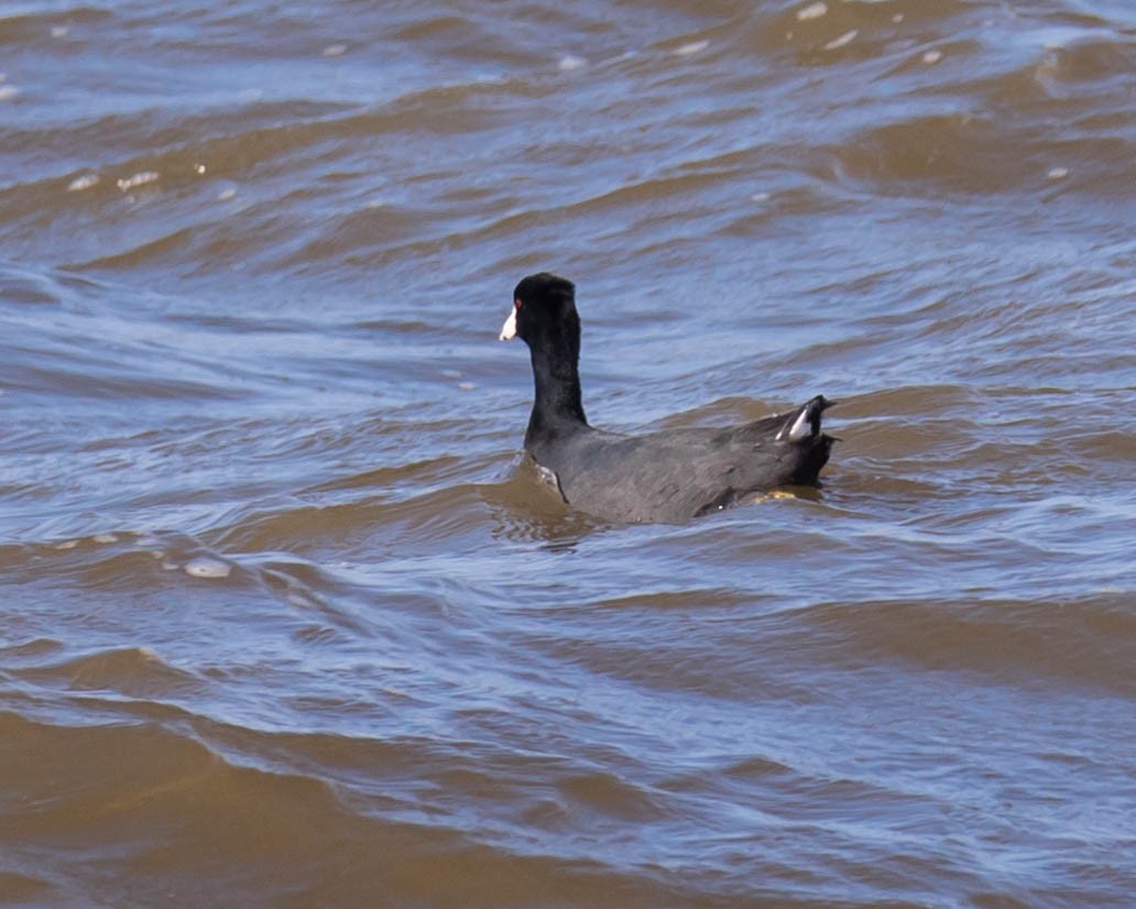 American Coot - Patrick Murphy