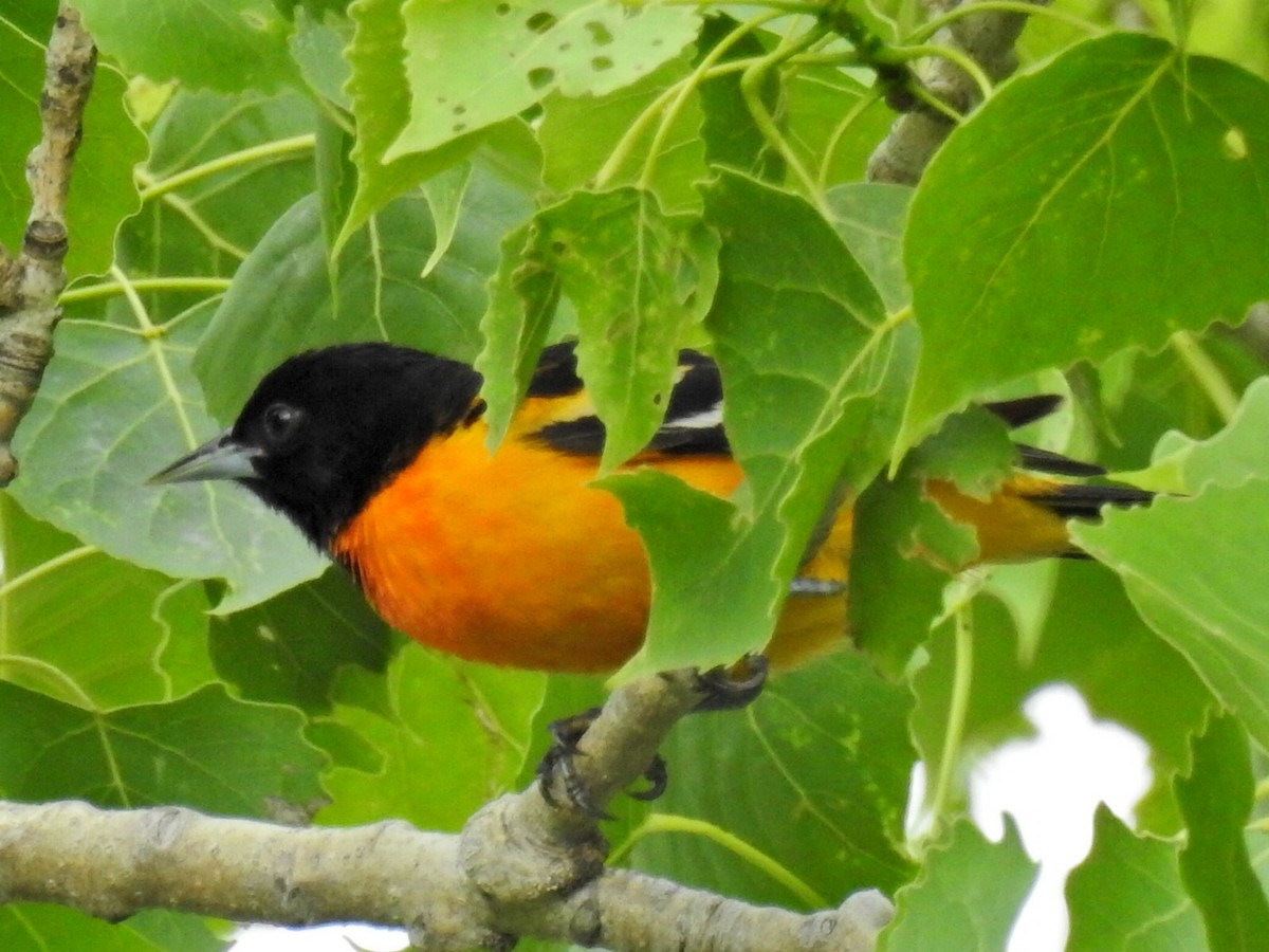 Oriole de Baltimore - ML55042701