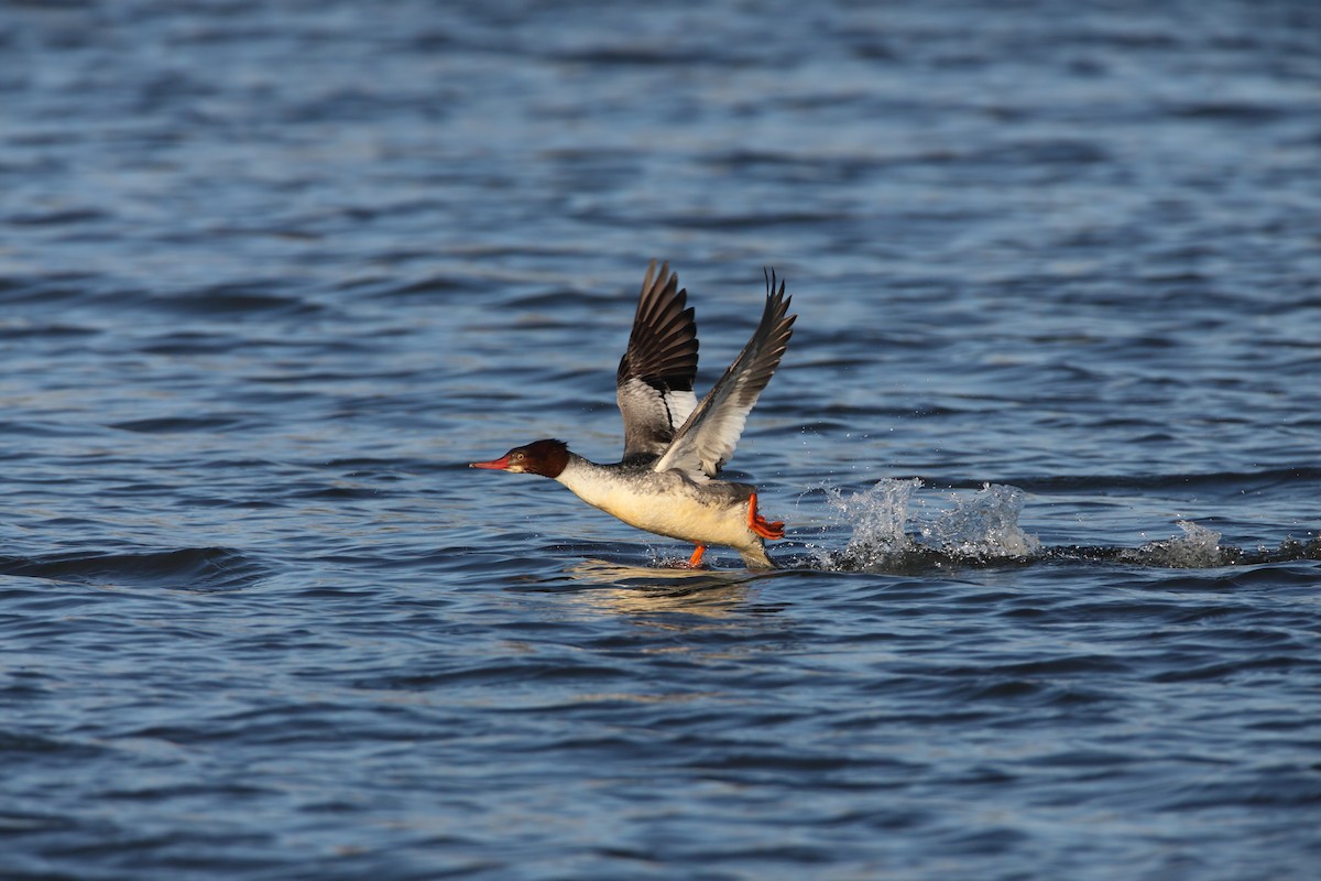 Common Merganser - Scott Carpenter