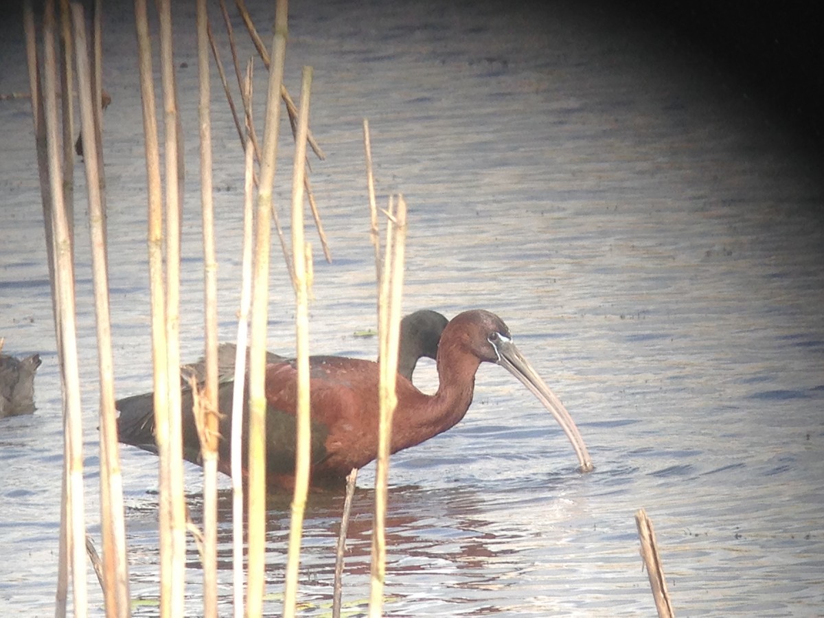 Glossy Ibis - ML55042861