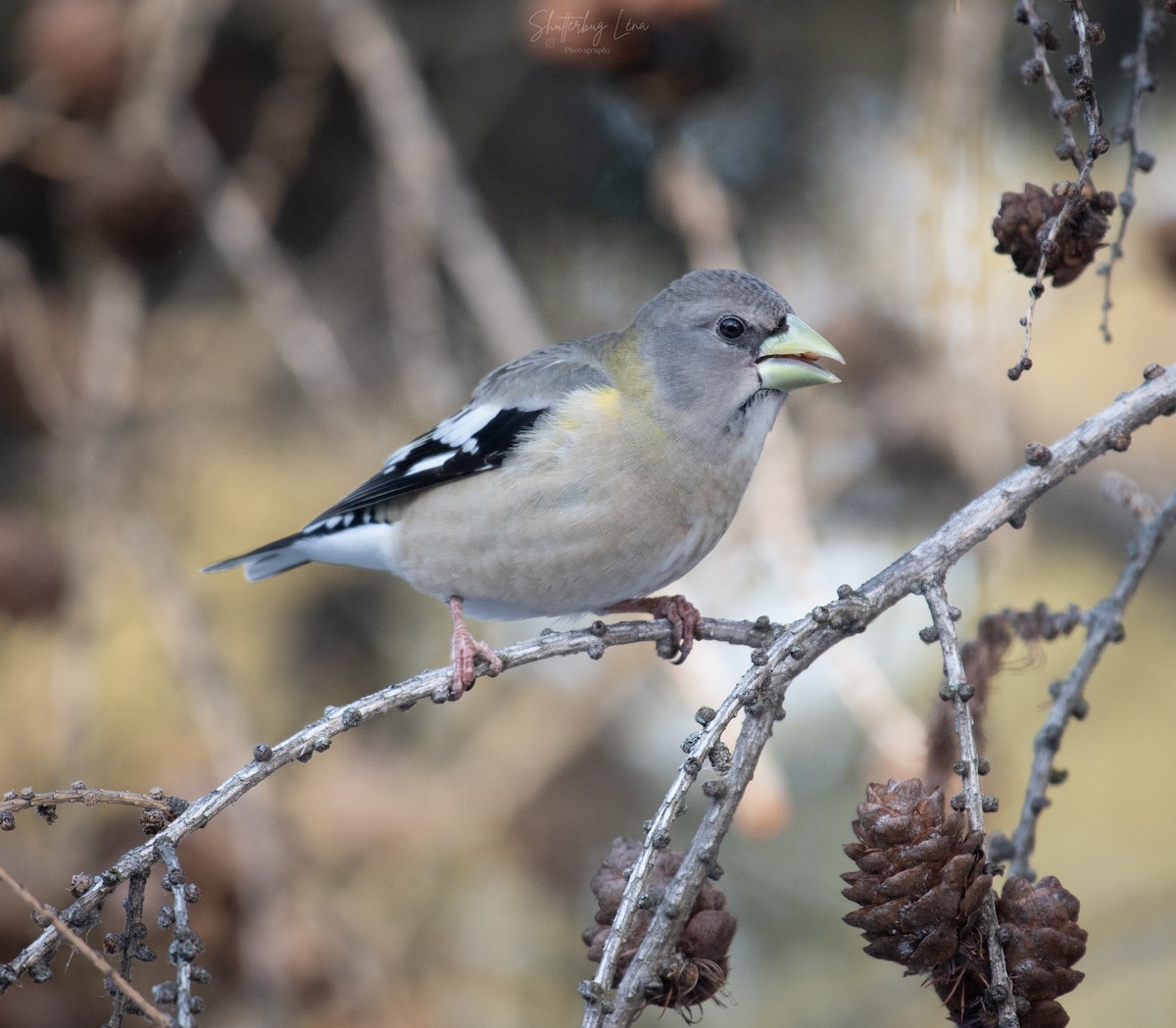 Evening Grosbeak - ML550428671