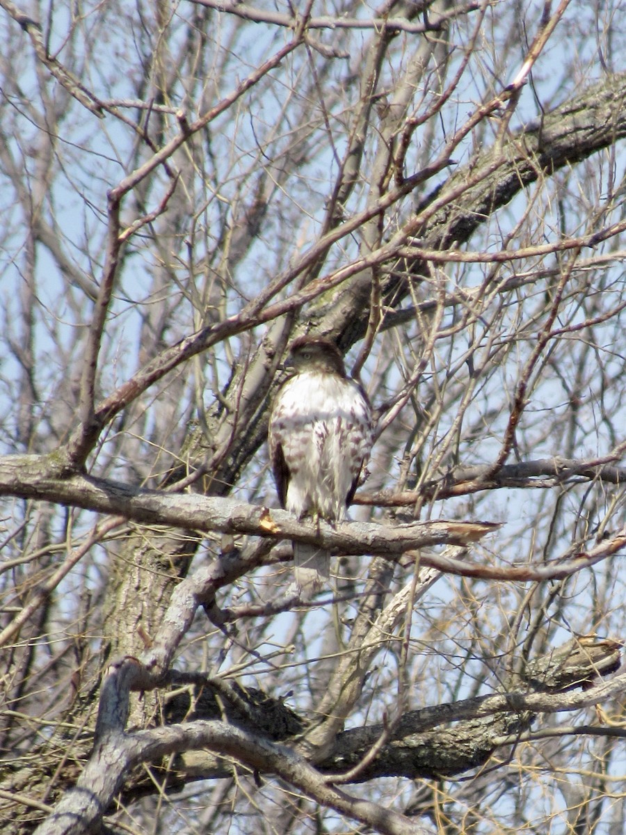 Red-tailed Hawk - ML550428911