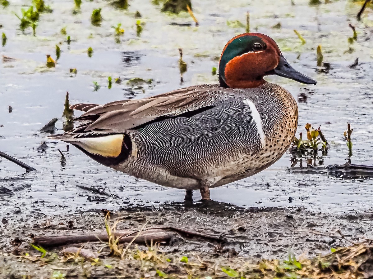 Green-winged Teal - ML550429881