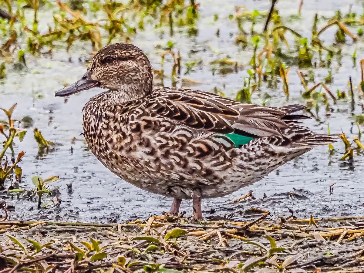 Green-winged Teal - ML550429891