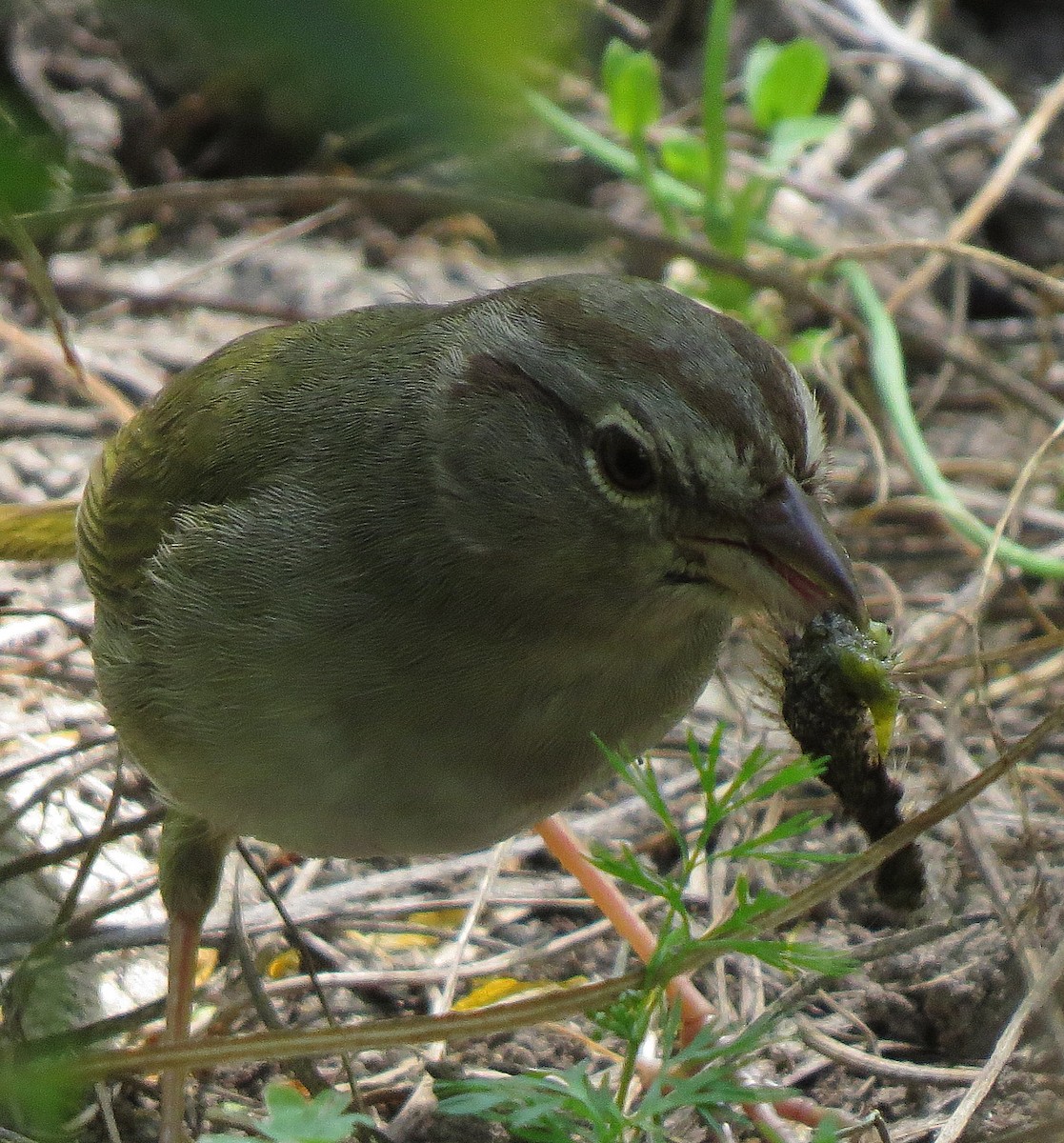 Olive Sparrow - ML55042991