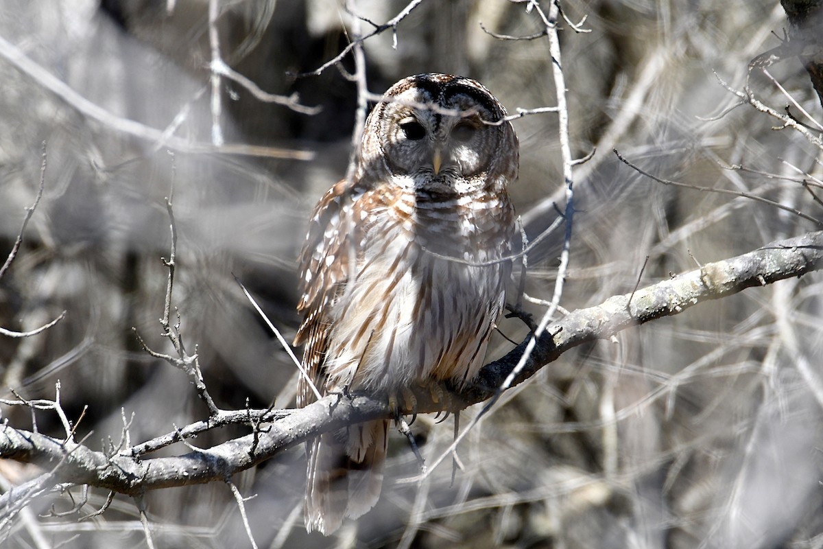 Barred Owl - ML550430141