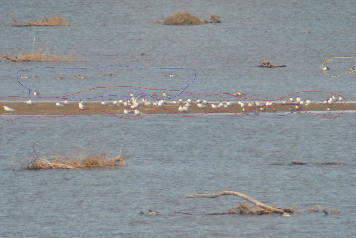 Ring-billed Gull - ML55043021