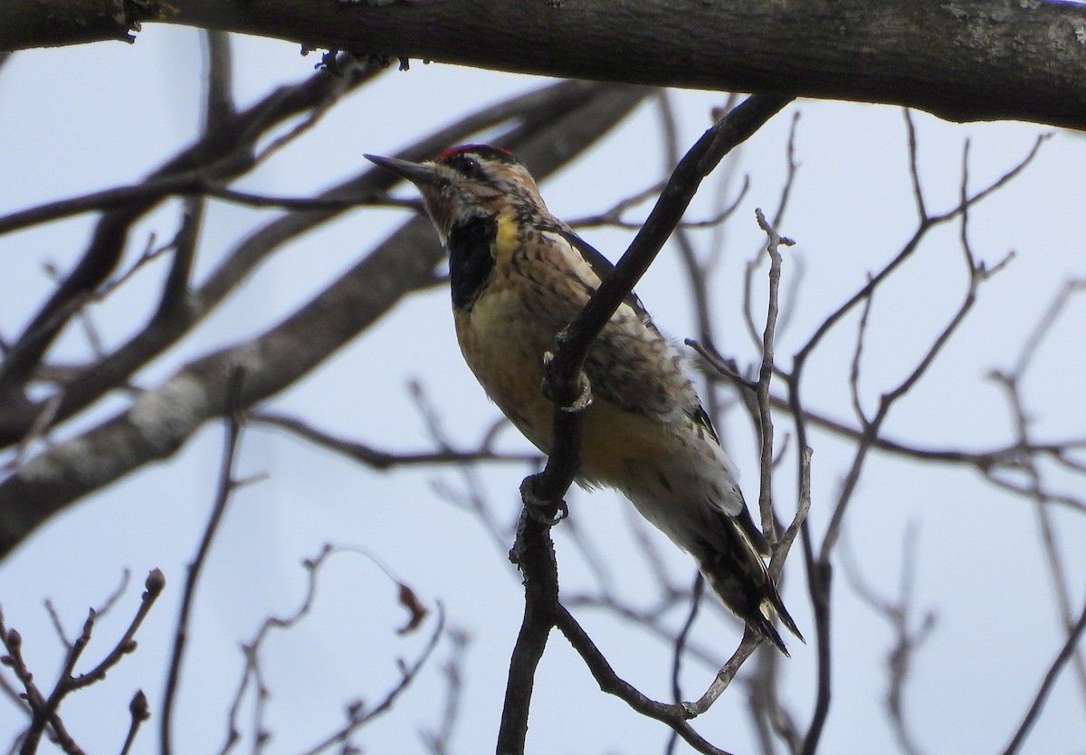 Yellow-bellied Sapsucker - ML550430521