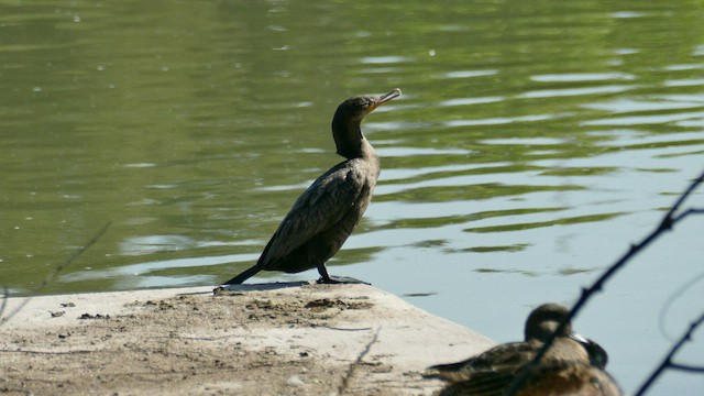 Neotropic Cormorant - ML550430751