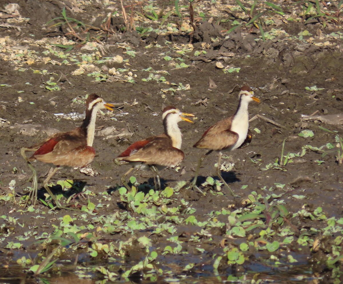 Double-striped Thick-knee - ML550431981