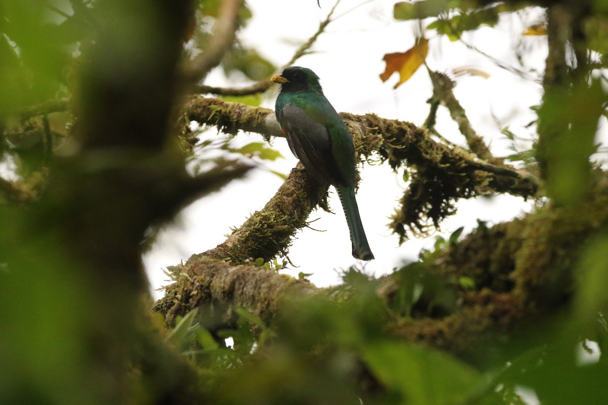 Collared Trogon - ML550432321