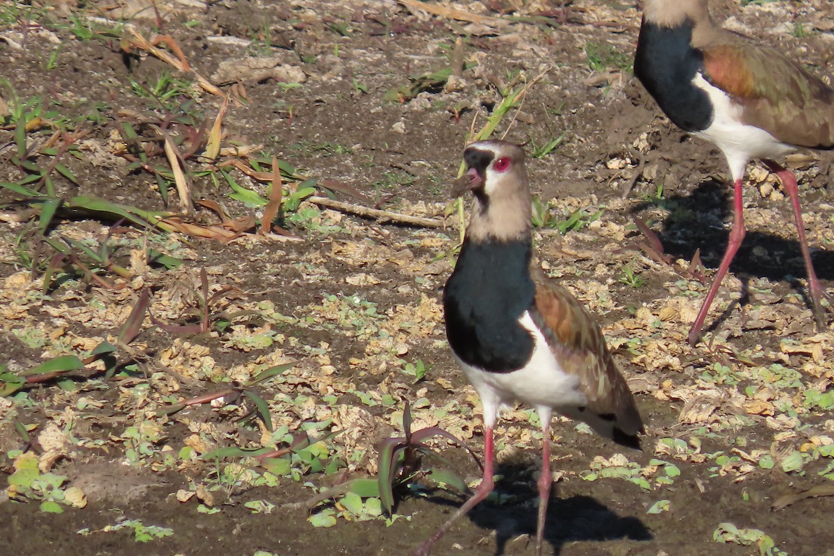 Southern Lapwing - ML550432481