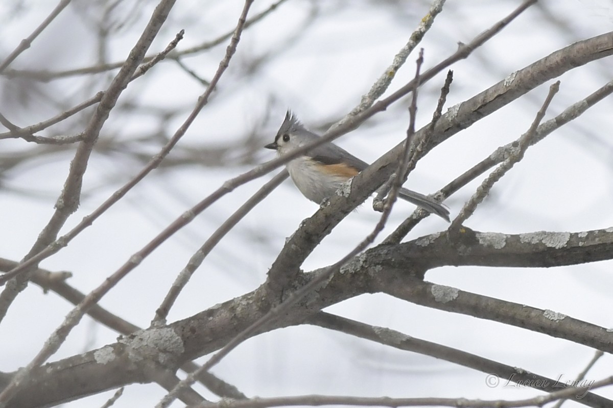 Tufted Titmouse - Lucien Lemay