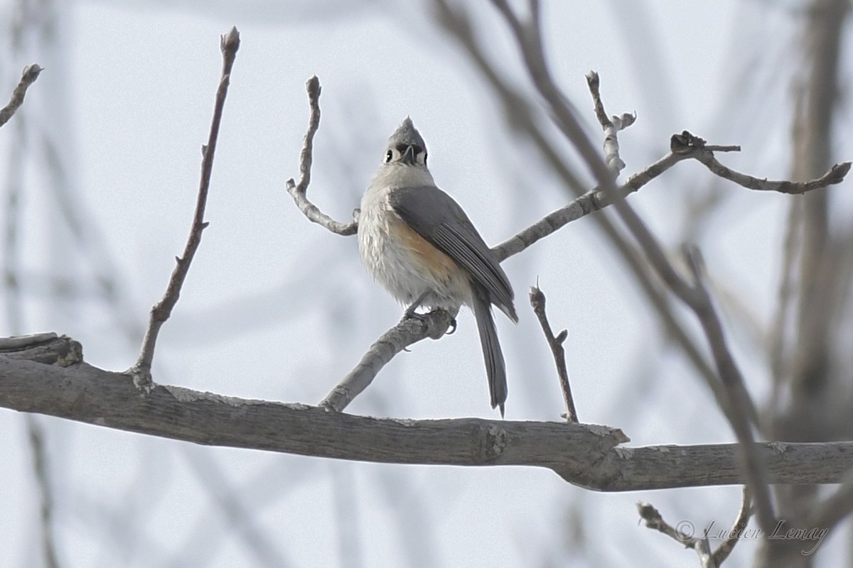 Tufted Titmouse - Lucien Lemay