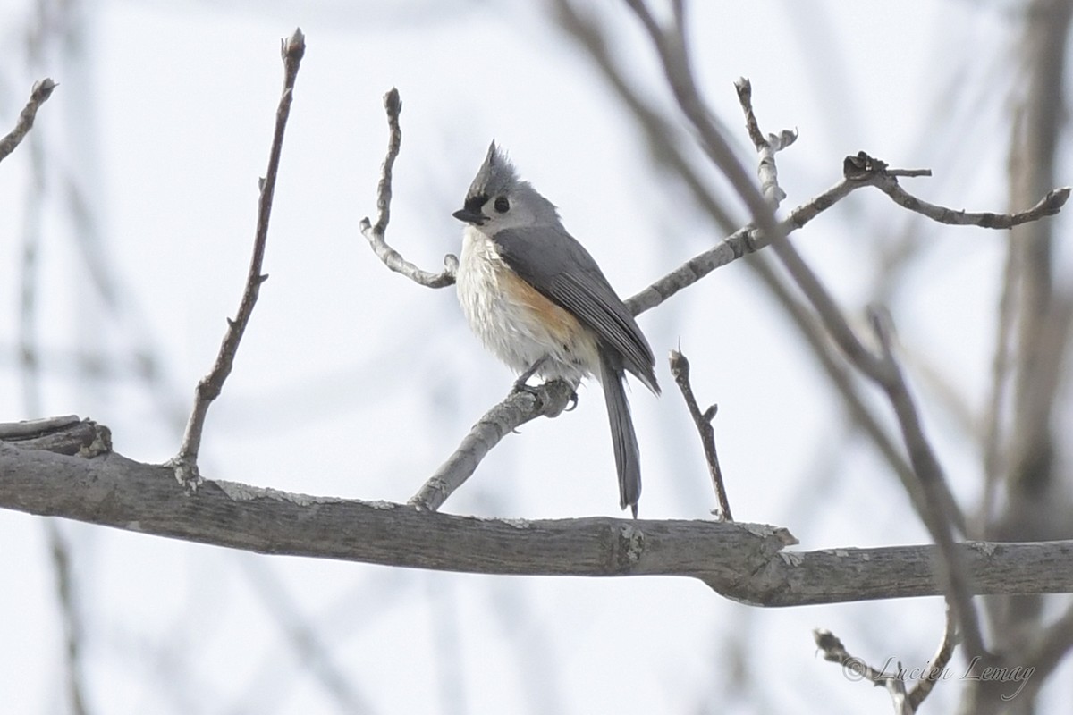 Tufted Titmouse - Lucien Lemay