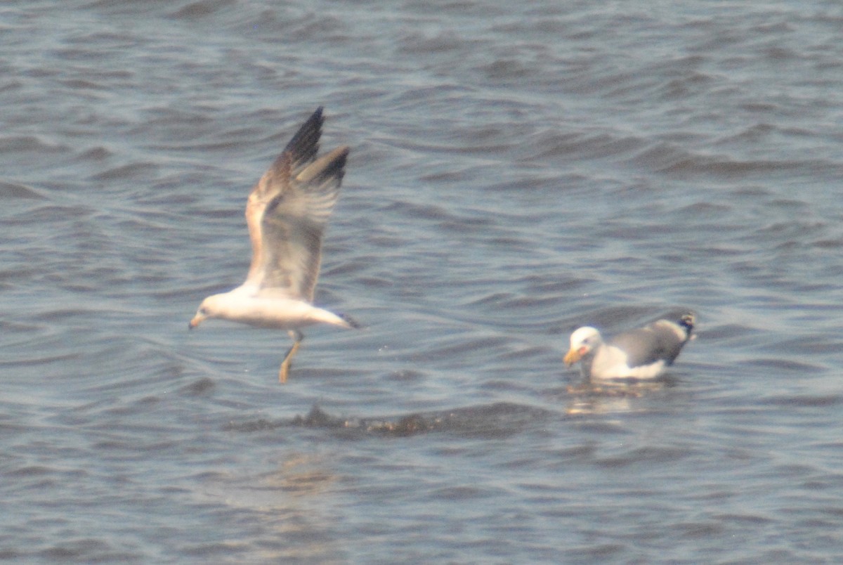 Ring-billed Gull - ML55043321