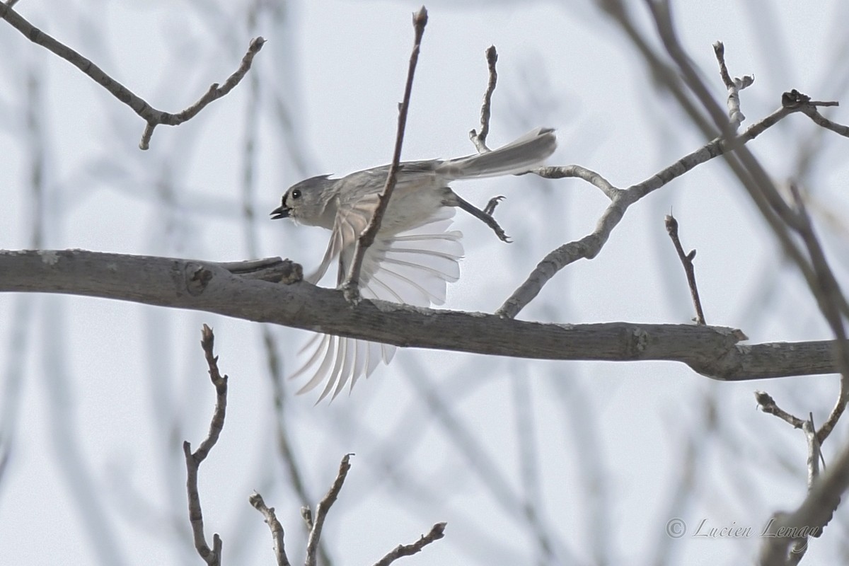 Tufted Titmouse - Lucien Lemay