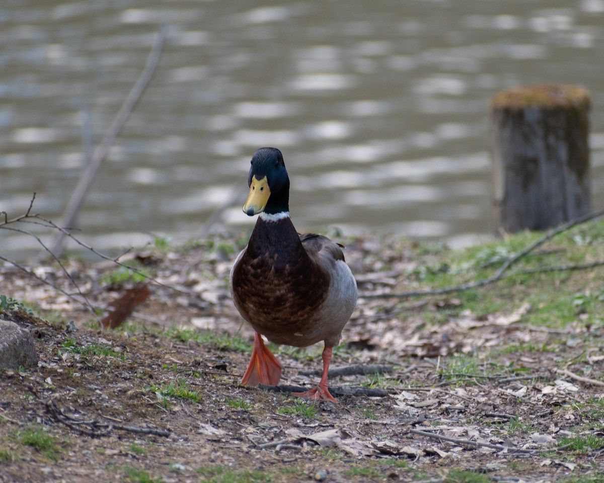 Mallard - Daniel Rubianto