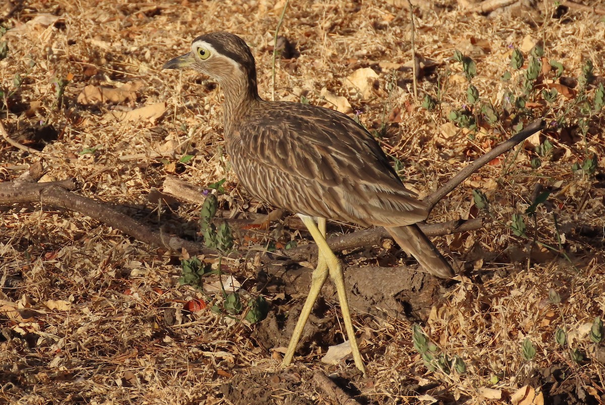 Double-striped Thick-knee - ML550434391