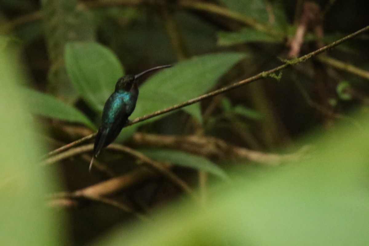 Зелёный колибри-отшельник - ML550434521